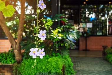 Bahçedeki güzel mor Thunbergia görkemli çiçekleri. Yaygın isimler arasında Bengal saat sarmaşığı, Bengal trompeti, Mavi gökçiçeği, Mavi tanga, Mavi trompet sarmaşığı, Saat sarmaşığı, Gökçiçeği, Skyvine.