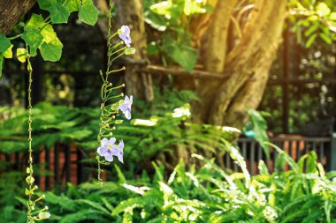 Bahçedeki güzel mor Thunbergia görkemli çiçekleri. Yaygın isimler arasında Bengal saat sarmaşığı, Bengal trompeti, Mavi gökçiçeği, Mavi tanga, Mavi trompet sarmaşığı, Saat sarmaşığı, Gökçiçeği, Skyvine.