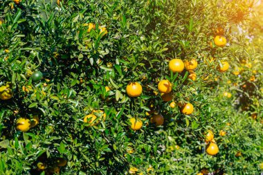 Portakal ağaçları ya da portakallarla kaplı turunçgiller. Mandalina ağacı ya da mandalina tamamen olgun meyvelerle kaplıdır. Olgun portakallar mandallı bahçede bir dalda asılı. Meyve bahçesindeki büyük hasat.