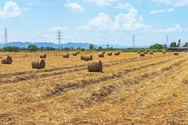 View of dried sugarcane leaves rolled into circular motion after harvesting sugar cane. Farmers collect dried sugarcane leaves and roll them in circles. Dry sugarcane leaves roll in sugarcane field.