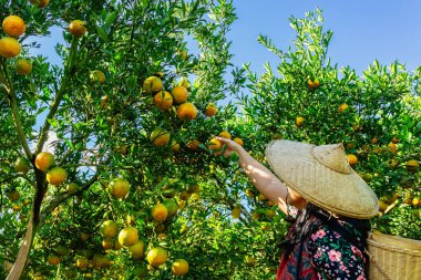 Portakal bahçesinde portakal tutan ve portakal kalitesini ölçen kadın bahçıvan. Kadın çiftçi organik çiftlikte taze mandalina topluyor. Çiftçi kendi elleriyle meyve tarlası çınar ağacı topladı.
