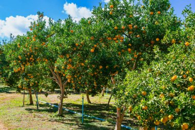 Portakal ağaçları ya da portakallarla kaplı turunçgiller. Mandalina ağacı ya da mandalina tamamen olgun meyvelerle kaplıdır. Olgun portakallar mandallı bahçede bir dalda asılı. Meyve bahçesindeki büyük hasat.