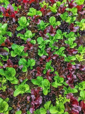 Çiftlikte sıra sıra sebzeler olan güzel tarım arazisi. Taze yeşil ve kırmızı salata. Sebze tarlasında, bahçe yataklarında marul. Salata bitkileri açık alanda. Organik sebze yetiştiriyor. Sağlıklı yemek..