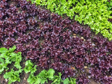 Çiftlikte sıra sıra sebzeler olan güzel tarım arazisi. Taze yeşil ve kırmızı salata. Sebze tarlasında, bahçe yataklarında marul. Salata bitkileri açık alanda. Organik sebze yetiştiriyor. Sağlıklı yemek..