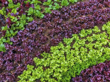 Çiftlikte sıra sıra sebzeler olan güzel tarım arazisi. Taze yeşil ve kırmızı salata. Sebze tarlasında, bahçe yataklarında marul. Salata bitkileri açık alanda. Organik sebze yetiştiriyor. Sağlıklı yemek..