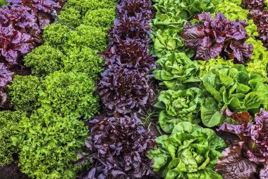 Çiftlikte sıra sıra sebzeler olan güzel tarım arazisi. Taze yeşil ve kırmızı salata. Sebze tarlasında, bahçe yataklarında marul. Salata bitkileri açık alanda. Organik sebze yetiştiriyor. Sağlıklı yemek..