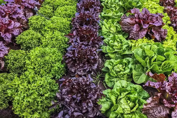 Çiftlikte sıra sıra sebzeler olan güzel tarım arazisi. Taze yeşil ve kırmızı salata. Sebze tarlasında, bahçe yataklarında marul. Salata bitkileri açık alanda. Organik sebze yetiştiriyor. Sağlıklı yemek..