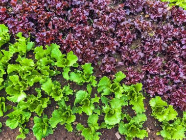 Çiftlikte sıra sıra sebzeler olan güzel tarım arazisi. Taze yeşil ve kırmızı salata. Sebze tarlasında, bahçe yataklarında marul. Salata bitkileri açık alanda. Organik sebze yetiştiriyor. Sağlıklı yemek..