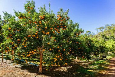 Portakal ağaçları ya da portakallarla kaplı turunçgiller. Mandalina ağacı ya da mandalina tamamen olgun meyvelerle kaplıdır. Olgun portakallar mandallı bahçede bir dalda asılı. Meyve bahçesindeki büyük hasat.