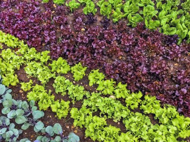Çiftlikte sıra sıra sebzeler olan güzel tarım arazisi. Taze yeşil ve kırmızı salata. Sebze tarlasında, bahçe yataklarında marul. Salata bitkileri açık alanda. Organik sebze yetiştiriyor. Sağlıklı yemek..