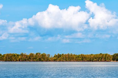 Deniz kıyısındaki güzel yeşil mangrov ağacı. Mantar ağacı ya da Mangrove elma ağacı. Tropikal mangrov ormanlarının büyüleyici ekosistemi. Mangrove ağaçlarının deniz boyunca kökleri ve dallarının güzel manzarası.