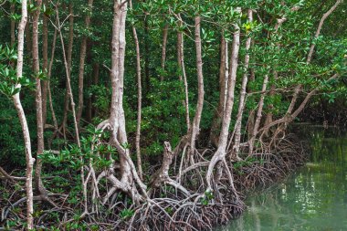 Deniz kıyısındaki güzel yeşil mangrov ağacı. Mantar ağacı ya da Mangrove elma ağacı. Tropikal mangrov ormanlarının büyüleyici ekosistemi. Mangrove ağaçlarının deniz boyunca kökleri ve dallarının güzel manzarası.