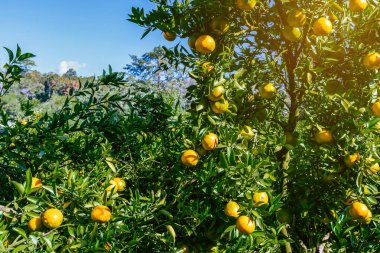 Portakal ağaçları ya da portakallarla kaplı turunçgiller. Mandalina ağacı ya da mandalina tamamen olgun meyvelerle kaplıdır. Olgun portakallar mandallı bahçede bir dalda asılı. Meyve bahçesindeki büyük hasat.