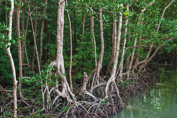 Deniz kıyısındaki güzel yeşil mangrov ağacı. Mantar ağacı ya da Mangrove elma ağacı. Tropikal mangrov ormanlarının büyüleyici ekosistemi. Mangrove ağaçlarının deniz boyunca kökleri ve dallarının güzel manzarası.