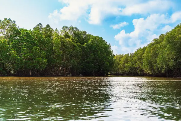 Deniz kıyısındaki güzel yeşil mangrov ağacı. Mantar ağacı ya da Mangrove elma ağacı. Tropikal mangrov ormanlarının büyüleyici ekosistemi. Mangrove ağaçlarının deniz boyunca kökleri ve dallarının güzel manzarası.