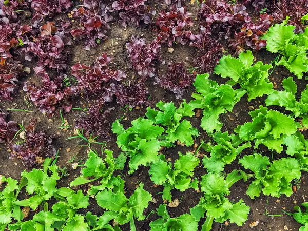 Çiftlikte sıra sıra sebzeler olan güzel tarım arazisi. Taze yeşil ve kırmızı salata. Sebze tarlasında, bahçe yataklarında marul. Salata bitkileri açık alanda. Organik sebze yetiştiriyor. Sağlıklı yemek..
