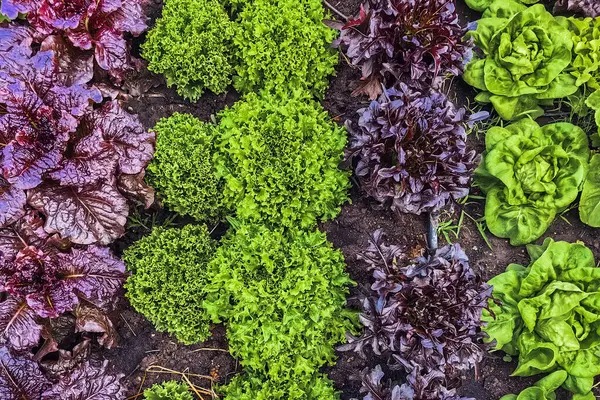 Çiftlikte sıra sıra sebzeler olan güzel tarım arazisi. Taze yeşil ve kırmızı salata. Sebze tarlasında, bahçe yataklarında marul. Salata bitkileri açık alanda. Organik sebze yetiştiriyor. Sağlıklı yemek..