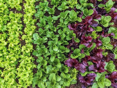 Çiftlikte sıra sıra sebzeler olan güzel tarım arazisi. Taze yeşil ve kırmızı salata. Sebze tarlasında, bahçe yataklarında marul. Salata bitkileri açık alanda. Organik sebze yetiştiriyor. Sağlıklı yemek..
