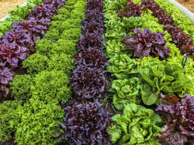 Çiftlikte sıra sıra sebzeler olan güzel tarım arazisi. Taze yeşil ve kırmızı salata. Sebze tarlasında, bahçe yataklarında marul. Salata bitkileri açık alanda. Organik sebze yetiştiriyor. Sağlıklı yemek..