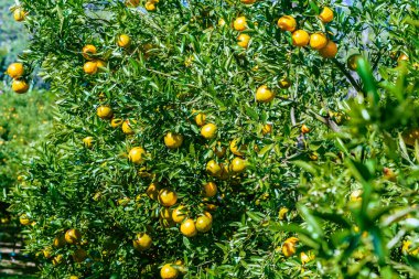 Portakal ağaçları ya da portakallarla kaplı turunçgiller. Mandalina ağacı ya da mandalina tamamen olgun meyvelerle kaplıdır. Olgun portakallar mandallı bahçede bir dalda asılı. Meyve bahçesindeki büyük hasat.