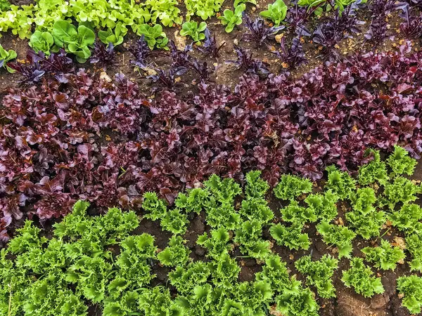 Çiftlikte sıra sıra sebzeler olan güzel tarım arazisi. Taze yeşil ve kırmızı salata. Sebze tarlasında, bahçe yataklarında marul. Salata bitkileri açık alanda. Organik sebze yetiştiriyor. Sağlıklı yemek..