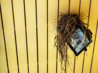 Saman ve küçük dallardan oluşan kuş yuvası, spot ışıklarının üzerinde, evin tavanına monte edildi. Boş kuş yuvası eski elektrik lambasına. Tavanda güvercin yuvası. Çatının altındaki saman ve dallardan yapılmış yuva..