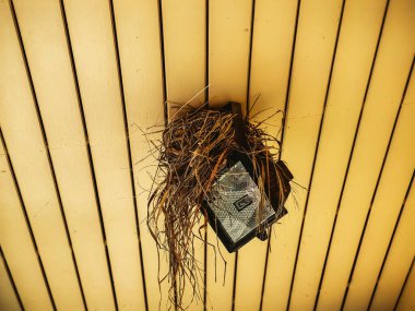 Saman ve küçük dallardan oluşan kuş yuvası, spot ışıklarının üzerinde, evin tavanına monte edildi. Boş kuş yuvası eski elektrik lambasına. Tavanda güvercin yuvası. Çatının altındaki saman ve dallardan yapılmış yuva..