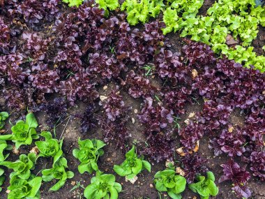 Çiftlikte sıra sıra sebzeler olan güzel tarım arazisi. Taze yeşil ve kırmızı salata. Sebze tarlasında, bahçe yataklarında marul. Salata bitkileri açık alanda. Organik sebze yetiştiriyor. Sağlıklı yemek..