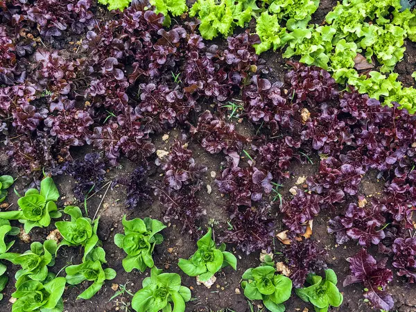 Çiftlikte sıra sıra sebzeler olan güzel tarım arazisi. Taze yeşil ve kırmızı salata. Sebze tarlasında, bahçe yataklarında marul. Salata bitkileri açık alanda. Organik sebze yetiştiriyor. Sağlıklı yemek..