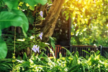 Bahçedeki güzel mor Thunbergia görkemli çiçekleri. Yaygın isimler arasında Bengal saat sarmaşığı, Bengal trompeti, Mavi gökçiçeği, Mavi tanga, Mavi trompet sarmaşığı, Saat sarmaşığı, Gökçiçeği, Skyvine.