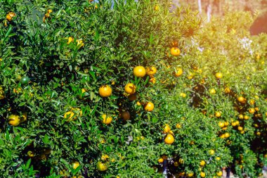 Portakal ağaçları ya da portakallarla kaplı turunçgiller. Mandalina ağacı ya da mandalina tamamen olgun meyvelerle kaplıdır. Olgun portakallar mandallı bahçede bir dalda asılı. Meyve bahçesindeki büyük hasat.