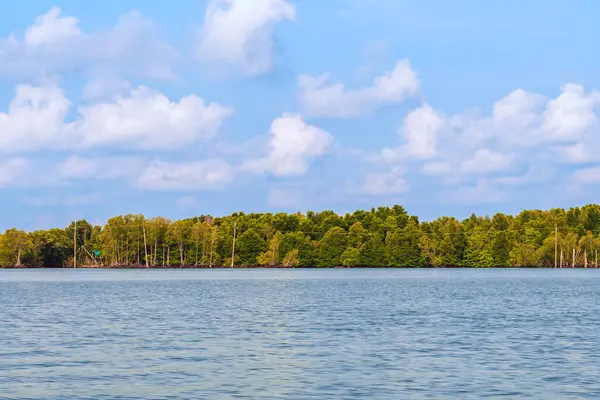 Deniz kıyısındaki güzel yeşil mangrov ağacı. Mantar ağacı ya da Mangrove elma ağacı. Tropikal mangrov ormanlarının büyüleyici ekosistemi. Mangrove ağaçlarının deniz boyunca kökleri ve dallarının güzel manzarası.