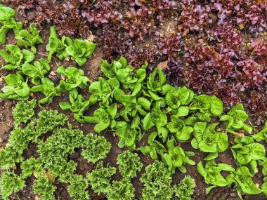 Çiftlikte sıra sıra sebzeler olan güzel tarım arazisi. Taze yeşil ve kırmızı salata. Sebze tarlasında, bahçe yataklarında marul. Salata bitkileri açık alanda. Organik sebze yetiştiriyor. Sağlıklı yemek..