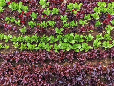 Çiftlikte sıra sıra sebzeler olan güzel tarım arazisi. Taze yeşil ve kırmızı salata. Sebze tarlasında, bahçe yataklarında marul. Salata bitkileri açık alanda. Organik sebze yetiştiriyor. Sağlıklı yemek..