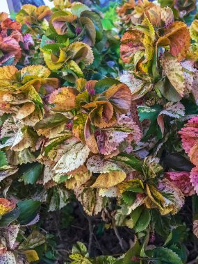Acalypha Wilkesiana veya bakır yaprak, akalifa, dawolong. Sablo ya da Acalypha wilkesiana, Acalypha familyasından bir bitki türü. Bitkinin kırmızı turuncu yaprağı.