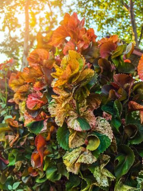 Acalypha Wilkesiana veya bakır yaprak, akalifa, dawolong. Sablo ya da Acalypha wilkesiana, Acalypha familyasından bir bitki türü. Bitkinin kırmızı turuncu yaprağı.