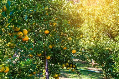 Portakal ağaçları ya da portakallarla kaplı turunçgiller. Mandalina ağacı ya da mandalina tamamen olgun meyvelerle kaplıdır. Olgun portakallar mandallı bahçede bir dalda asılı. Meyve bahçesindeki büyük hasat.