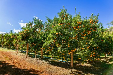 Portakal ağaçları ya da portakallarla kaplı turunçgiller. Mandalina ağacı ya da mandalina tamamen olgun meyvelerle kaplıdır. Olgun portakallar mandallı bahçede bir dalda asılı. Meyve bahçesindeki büyük hasat.