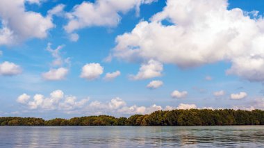 Deniz kıyısındaki güzel yeşil mangrov ağacı. Mantar ağacı ya da Mangrove elma ağacı. Tropikal mangrov ormanlarının büyüleyici ekosistemi. Mangrove ağaçlarının deniz boyunca kökleri ve dallarının güzel manzarası.