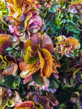 Acalypha Wilkesiana veya bakır yaprak, akalifa, dawolong. Sablo ya da Acalypha wilkesiana, Acalypha familyasından bir bitki türü. Bitkinin kırmızı turuncu yaprağı.