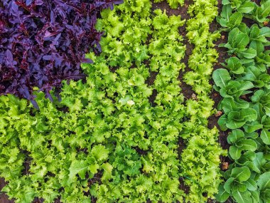 Çiftlikte sıra sıra sebzeler olan güzel tarım arazisi. Taze yeşil ve kırmızı salata. Sebze tarlasında, bahçe yataklarında marul. Salata bitkileri açık alanda. Organik sebze yetiştiriyor. Sağlıklı yemek..