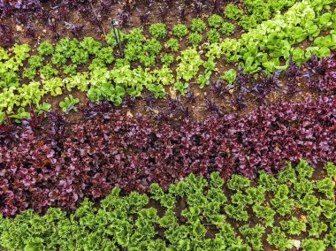 Çiftlikte sıra sıra sebzeler olan güzel tarım arazisi. Taze yeşil ve kırmızı salata. Sebze tarlasında, bahçe yataklarında marul. Salata bitkileri açık alanda. Organik sebze yetiştiriyor. Sağlıklı yemek..
