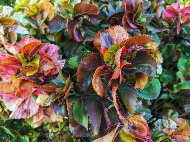 Acalypha Wilkesiana veya bakır yaprak, akalifa, dawolong. Sablo ya da Acalypha wilkesiana, Acalypha familyasından bir bitki türü. Bitkinin kırmızı turuncu yaprağı.