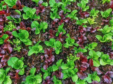 Çiftlikte sıra sıra sebzeler olan güzel tarım arazisi. Taze yeşil ve kırmızı salata. Sebze tarlasında, bahçe yataklarında marul. Salata bitkileri açık alanda. Organik sebze yetiştiriyor. Sağlıklı yemek..