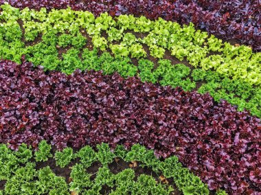 Çiftlikte sıra sıra sebzeler olan güzel tarım arazisi. Taze yeşil ve kırmızı salata. Sebze tarlasında, bahçe yataklarında marul. Salata bitkileri açık alanda. Organik sebze yetiştiriyor. Sağlıklı yemek..