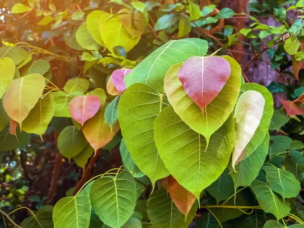 Yeşil arka planda güzel kırmızı kalp şekilli yapraklar. Genç kırmızı Bodhi yaprağı doğal ağaçta. İncir ağacının yeşil yaprakları arasında kırmızı yapraklar. Bodhi ağacından peepal Leaf. Doğa arkaplanı.