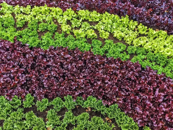 Çiftlikte sıra sıra sebzeler olan güzel tarım arazisi. Taze yeşil ve kırmızı salata. Sebze tarlasında, bahçe yataklarında marul. Salata bitkileri açık alanda. Organik sebze yetiştiriyor. Sağlıklı yemek..