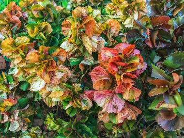 Acalypha Wilkesiana veya bakır yaprak, akalifa, dawolong. Sablo ya da Acalypha wilkesiana, Acalypha familyasından bir bitki türü. Bitkinin kırmızı turuncu yaprağı.