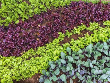 Çiftlikte sıra sıra sebzeler olan güzel tarım arazisi. Taze yeşil ve kırmızı salata. Sebze tarlasında, bahçe yataklarında marul. Salata bitkileri açık alanda. Organik sebze yetiştiriyor. Sağlıklı yemek..