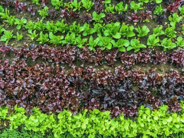 Çiftlikte sıra sıra sebzeler olan güzel tarım arazisi. Taze yeşil ve kırmızı salata. Sebze tarlasında, bahçe yataklarında marul. Salata bitkileri açık alanda. Organik sebze yetiştiriyor. Sağlıklı yemek..